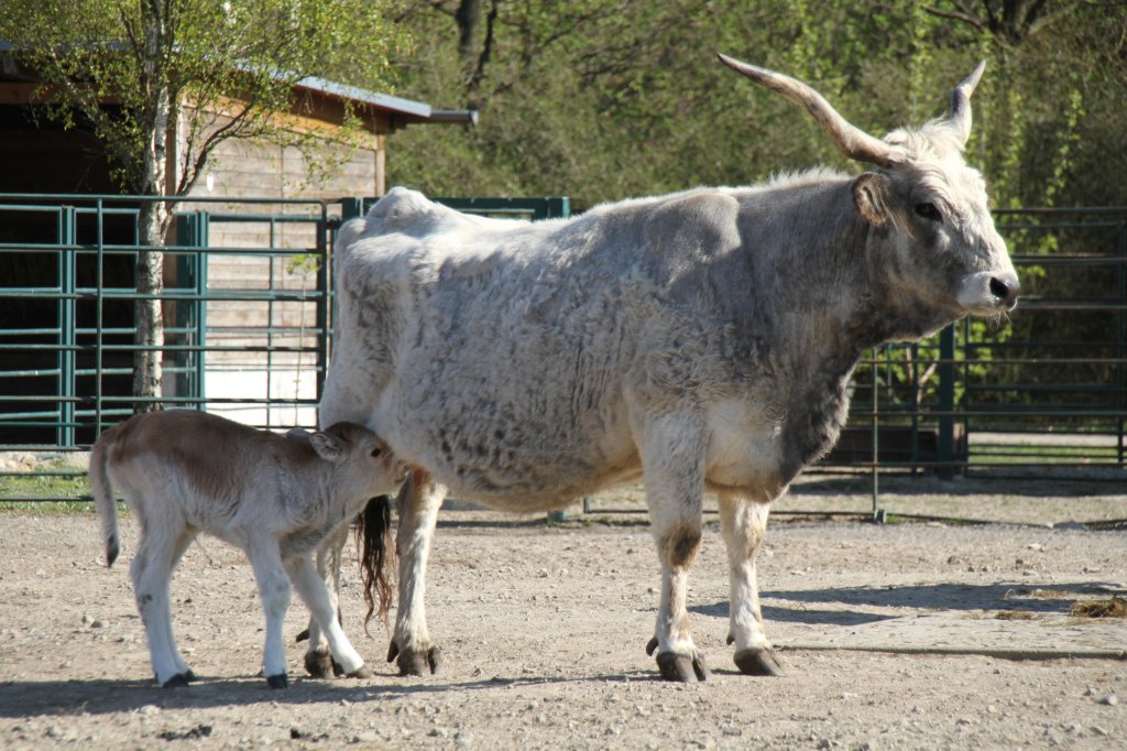 Ungarisches Steppenrind im Tierpark Berlin.