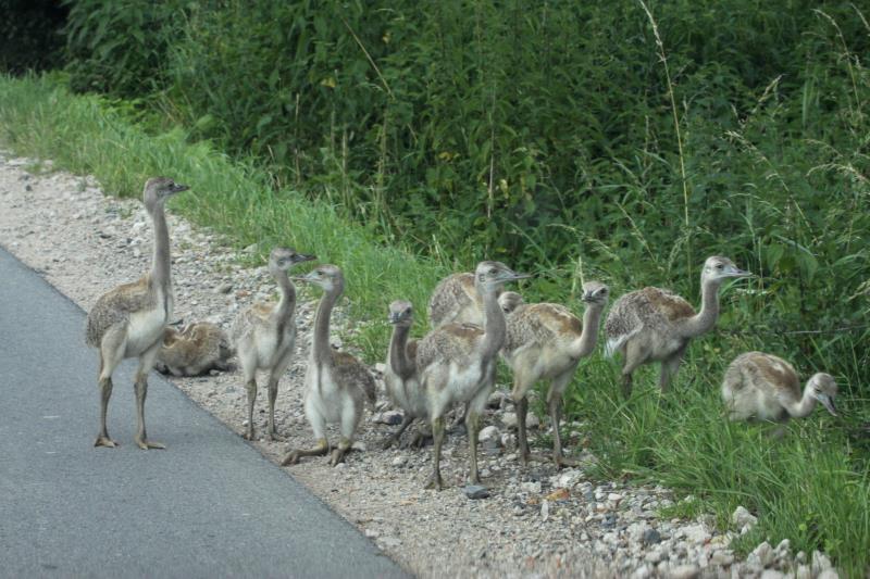 Ungeduldig warten 10 Nandu-Kken am Rand einer kleinen Kreisstrasse bei Schattin (NWM) auf die berquerung der Fahrbahn. Trotzdem sie sehr jung sind, berqueren sie nicht ohne ein Pfeifsignal des Vaters die Gefahrenstelle.