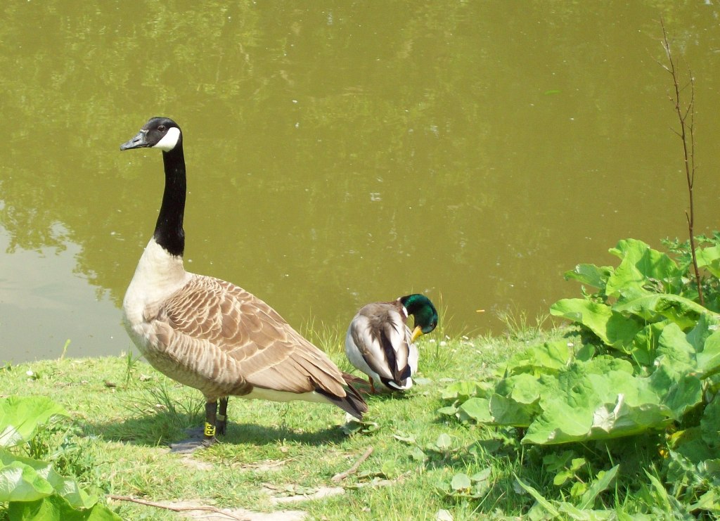 Ungleiches Paar am Schloss Herten Wildgans und Ente ( Erpel ) 21.05.2011