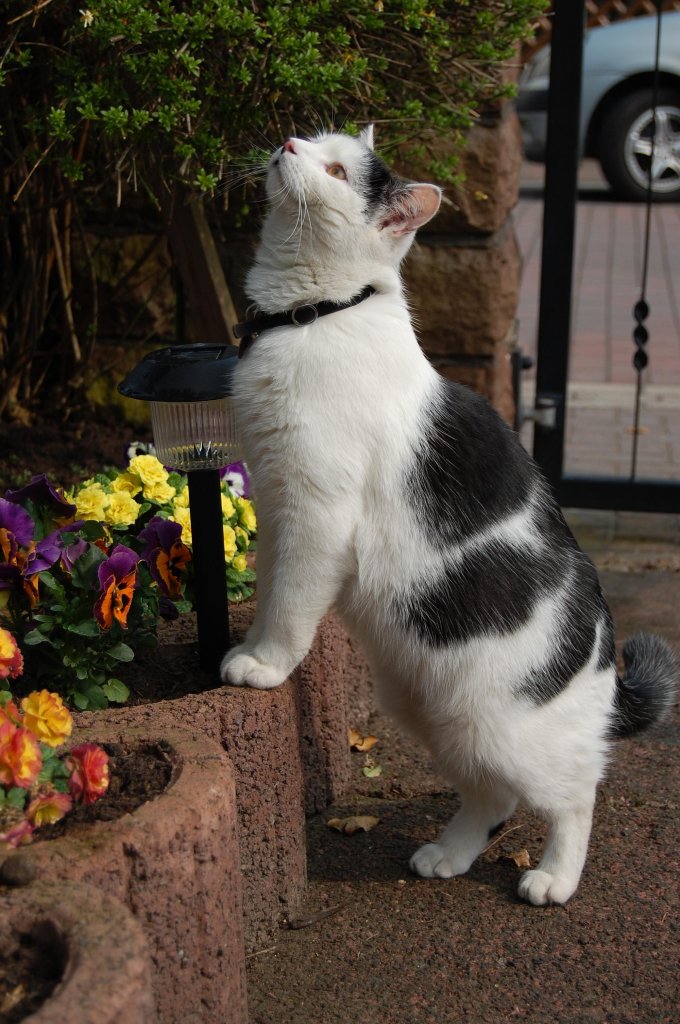 Unser Kater Louie findet die Blumen im Garten sehr interessant. Sommer 2009