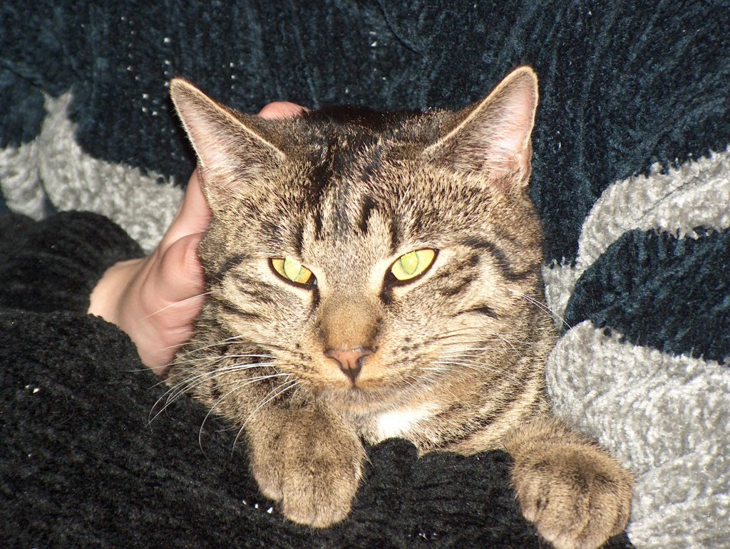 Unser Schmusekater Sammy - 01.12.2005