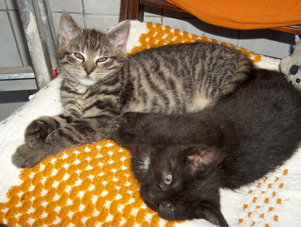 Unser Streifentiger  Sammy  und seine schwarze Schwester  Sunny  - 24.05.2005