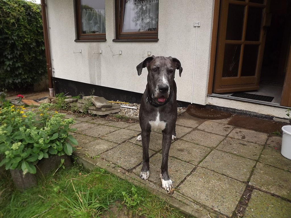 Unsere Deutsche Dogge Fiene am 1. August 2011 in Chemnitz