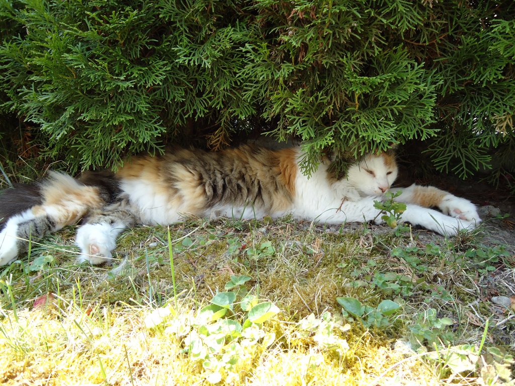 Unsere Katze Fortuna geniesst den Schatten whrend dem heissen Sommerwetter am 12. Juli 2010