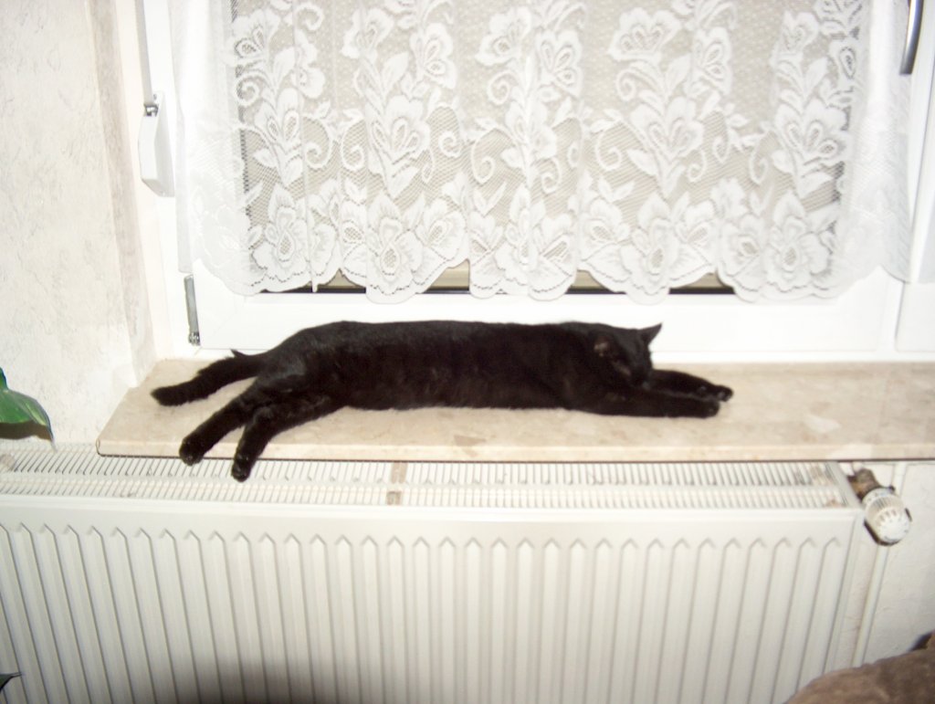 Unsere Katze  Sanny  als Anti-Zugluft-Hilfe - Foto vom 15.12.2005
