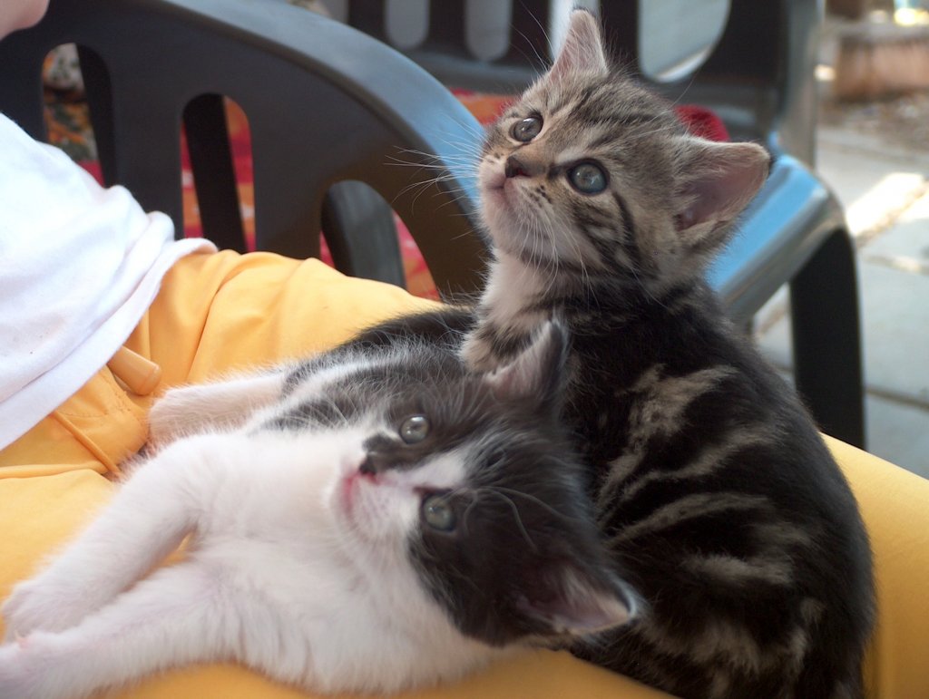 Unsere Katzenkinder  Susi  und  Momo  - 25.04.2007
