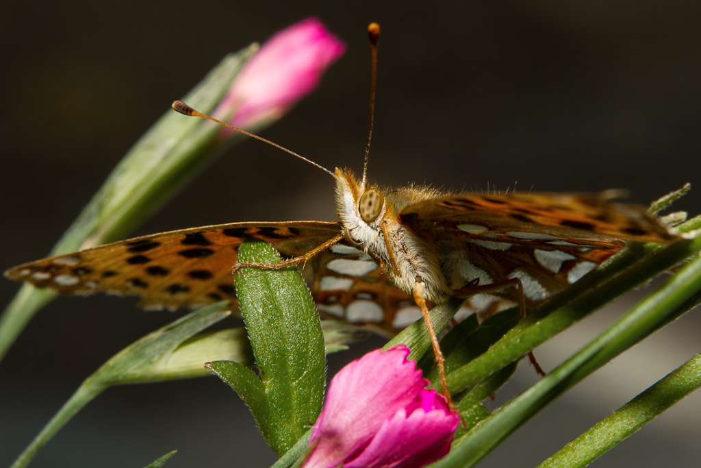 Unter Beobachtung-einen Perlmuttfalter unter die Flgel geschaut - 22.07.2012