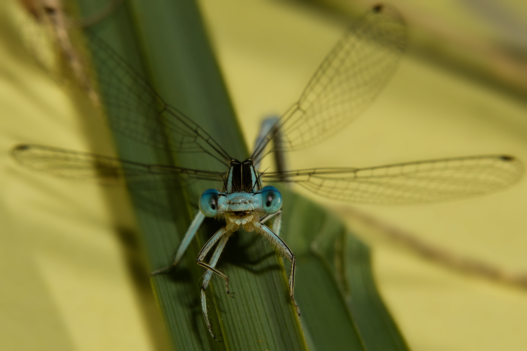 Unter Beobachtung-einer  lchelnden  Libelle - 21.07.2012