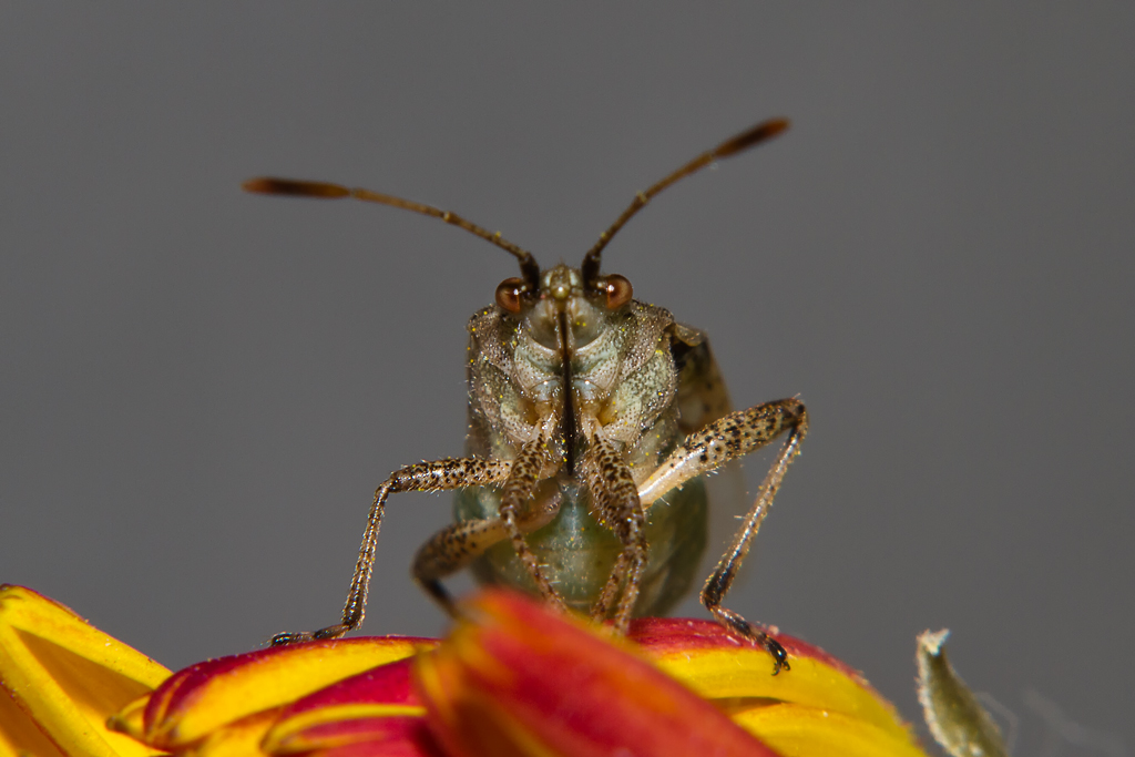 Unter Beobachtung-einer Wanze - 21.07.2012