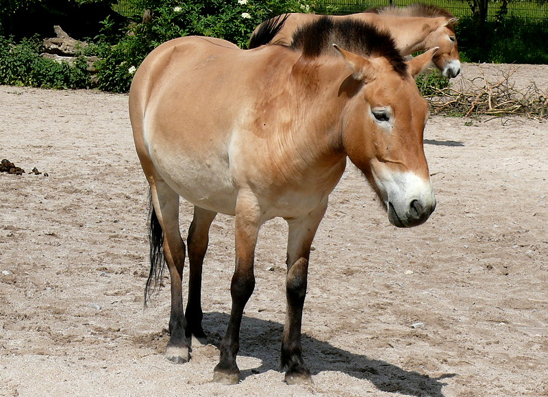 Urwildpferd (Przewalski-Pferd) am 27.05.2009 in Stuttgart/Wilhelma