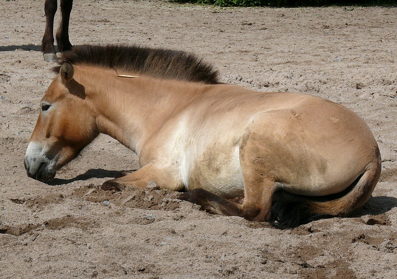 Urwildpferd (Przewalski-Pferd) am 27.05.2009 in Stuttgart/Wilhelma