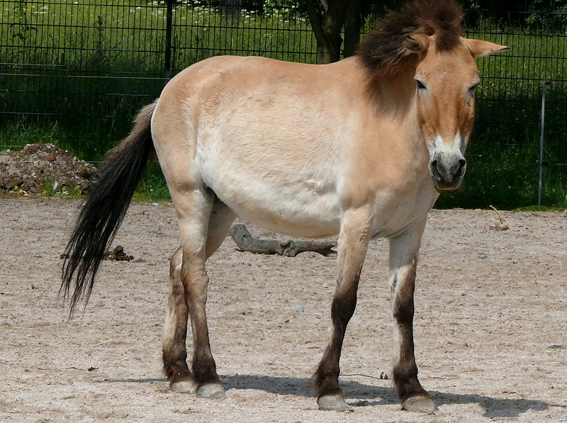 Urwildpferd (Przewalski-Pferd) am 27.05.2009 in Stuttgart/Wilhelma