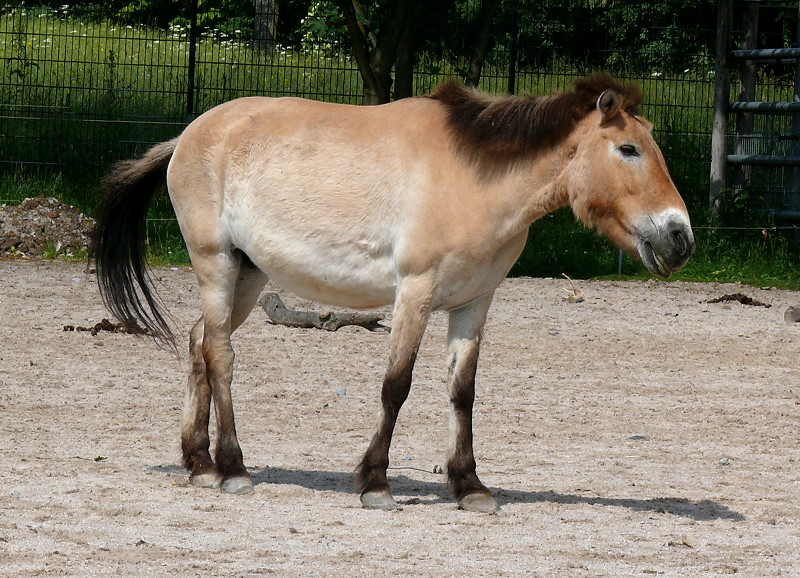 Urwildpferd (Przewalski-Pferd) am 27.05.2009 in Stuttgart/Wilhelma