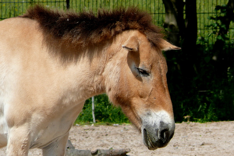 Urwildpferd (Przewalski-Pferd) am 27.05.2009 in Stuttgart/Wilhelma