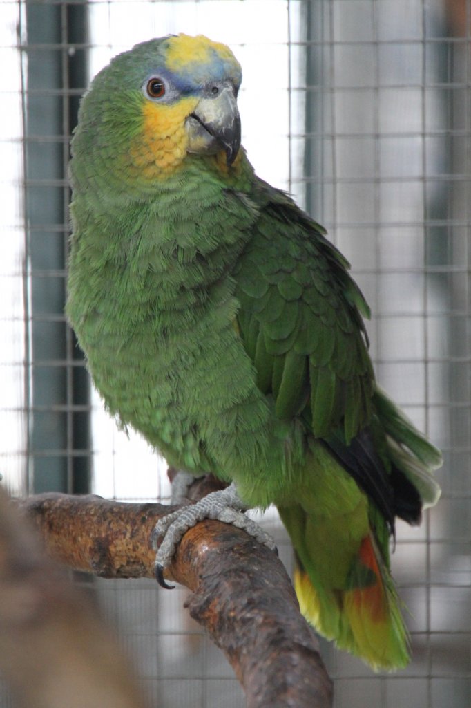 Venezuela-Amazone (Amazona amazonica) am 2.5.2010 im Freizeitpark Memleben.