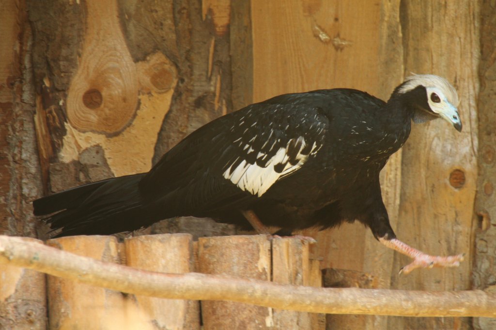 Venezuela Blaukehlguan. (Pipile pipile cumanensis) am 4.6.2010 im Vogelpark Steinen.