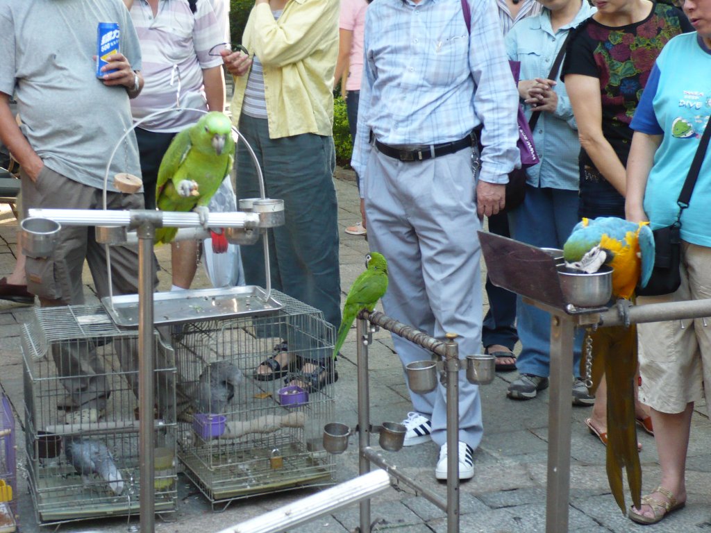 Verschiedene Papageien auf dem Bird Market (Vogelmarkt) in Hong Kong. 2007