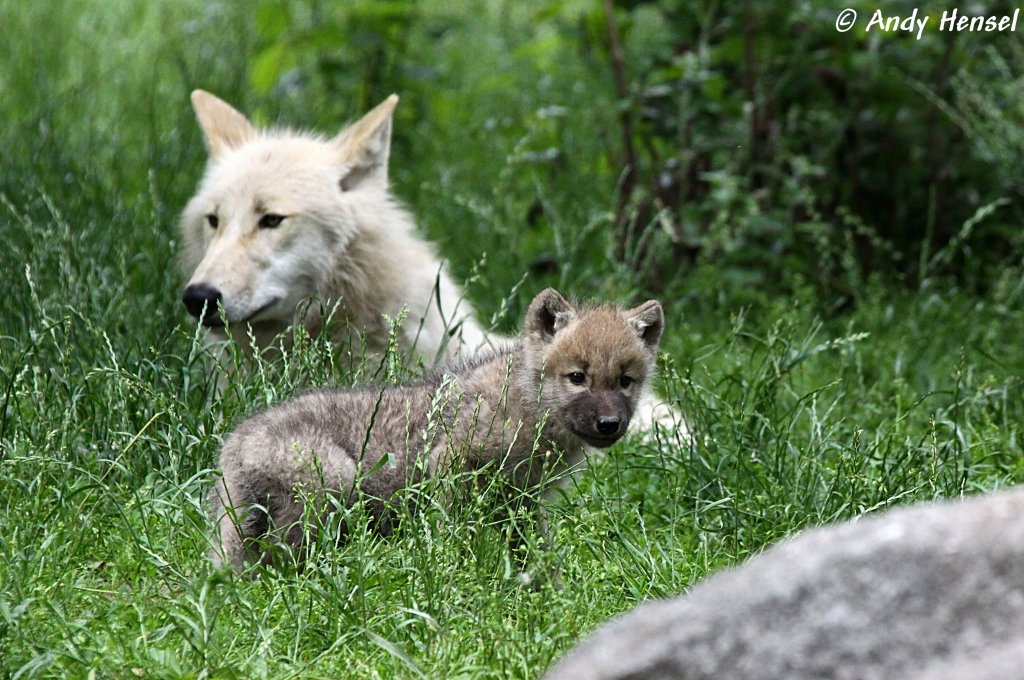 Vielleicht Mutter und Sohn. Wer weiss..... Kanadische Wlfe.