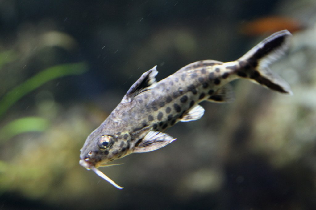 Vielpunkt-Fiederbartwels (Synodontis multipunctatus) am 19.3.201 im Zooaquarium Basel.