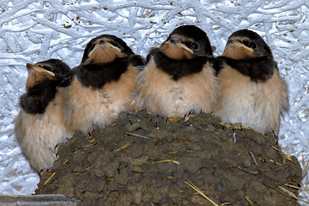 Vier dicke Jungschwalben sind offensichtlich grsser als ihr Nest. - 05.07.2013