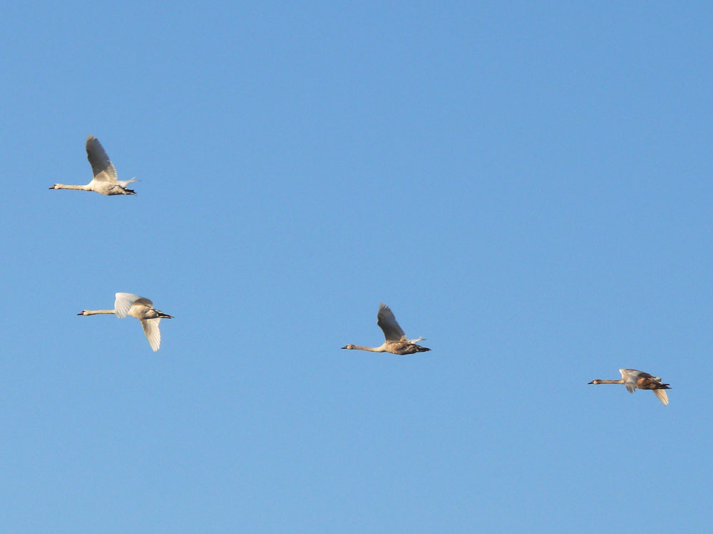 Vier Hckerschwne (Cygnus olor) im Flug; Dresden, 18.12.2010
