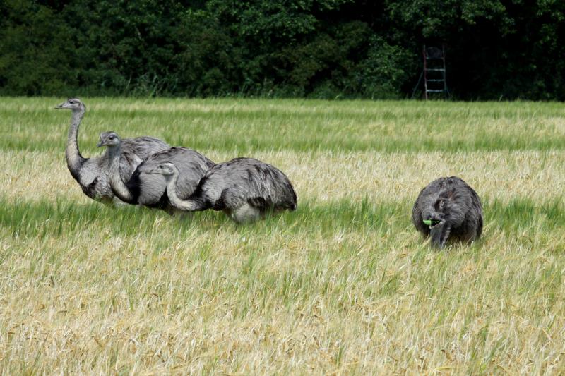 Vier Nandus suchen im Getreidefeld bei Utecht (NWM) nach Nahrung; 16.07.2011