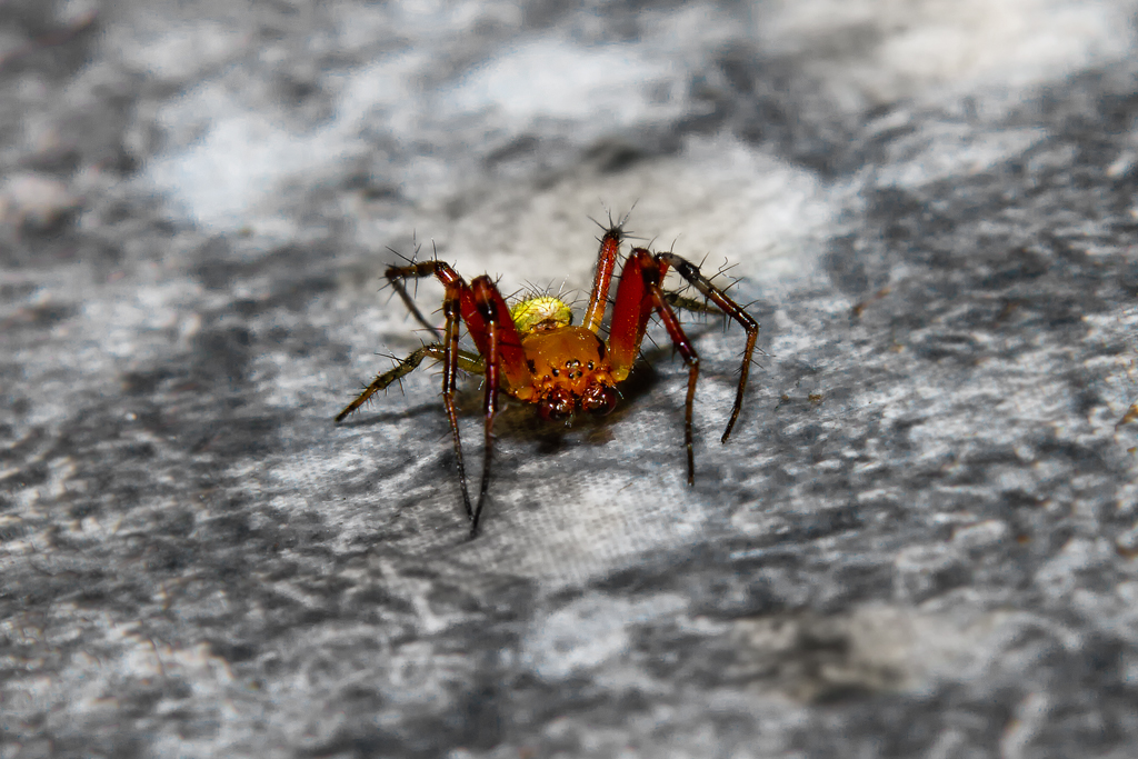 Vierfleck-Kreuzspinne luft ber den Fussboden. - 12.06.2013