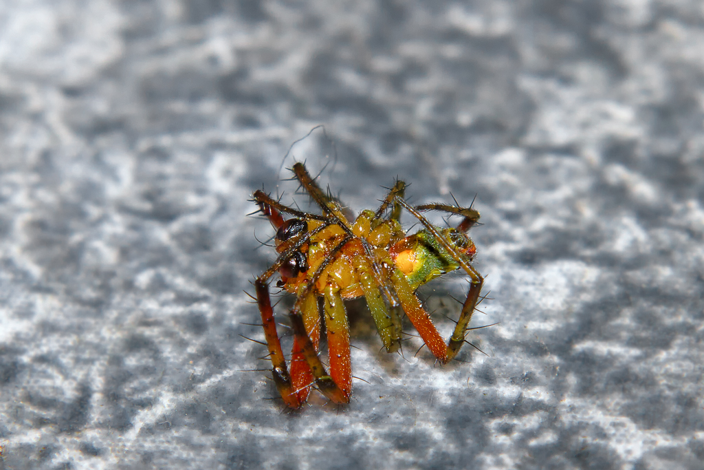 Vierfleck-Kreuzspinne ist pltzlich tot. - 12.06.2016