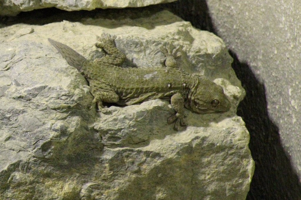 Vierpunkt-Mauergecko (Tarentola annularis) am 7.5.2010 im Exotarium Oberhof.