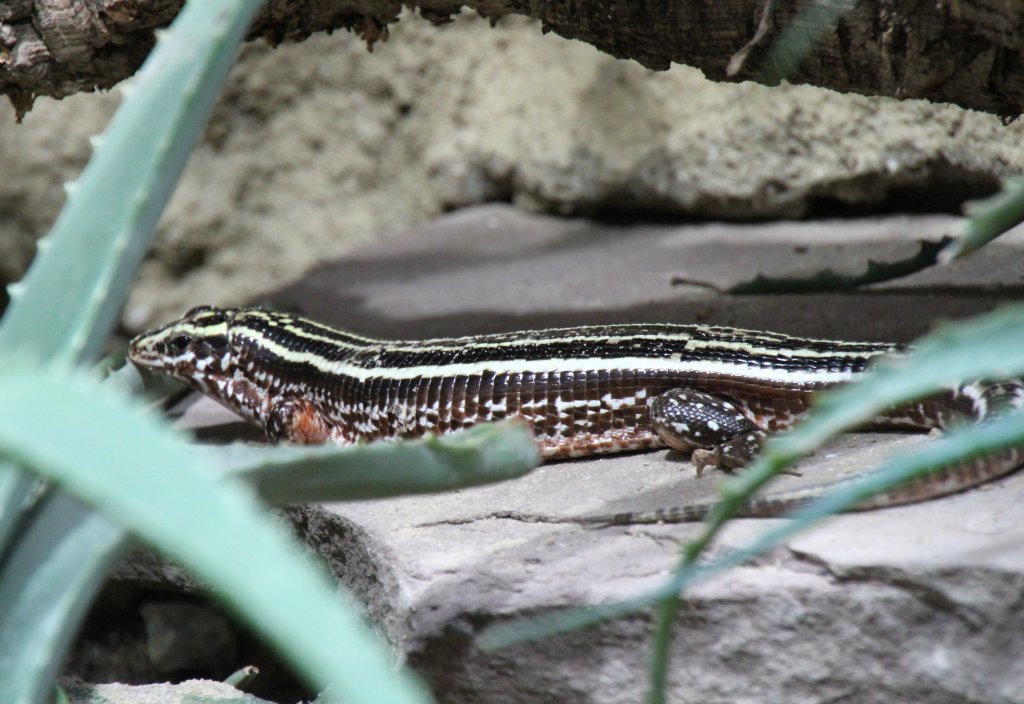 Vierstreifen-Ringelschildechse (Zonosaurus quadrilineatus) am 12.3.2010 im Zooaquarium Berlin.