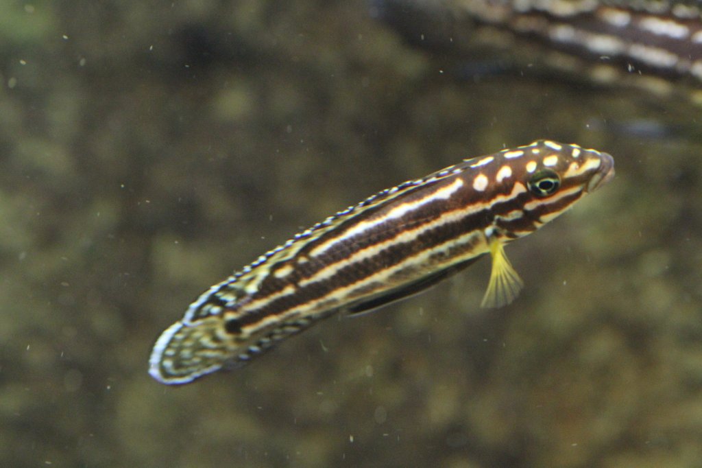 Vierstreifen-Schlankcichlide (Julidochromis regani) am 9.2.2010 im Vivarium Karlsruhe.