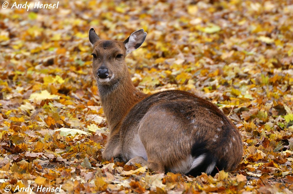 Vietnam-Sika.