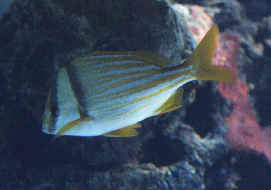 Virginia-Grunzer oder auch Schweins-Grunzer (Anisotremus virginicus) am 12.3.2010 im Zooaquarium Berlin.