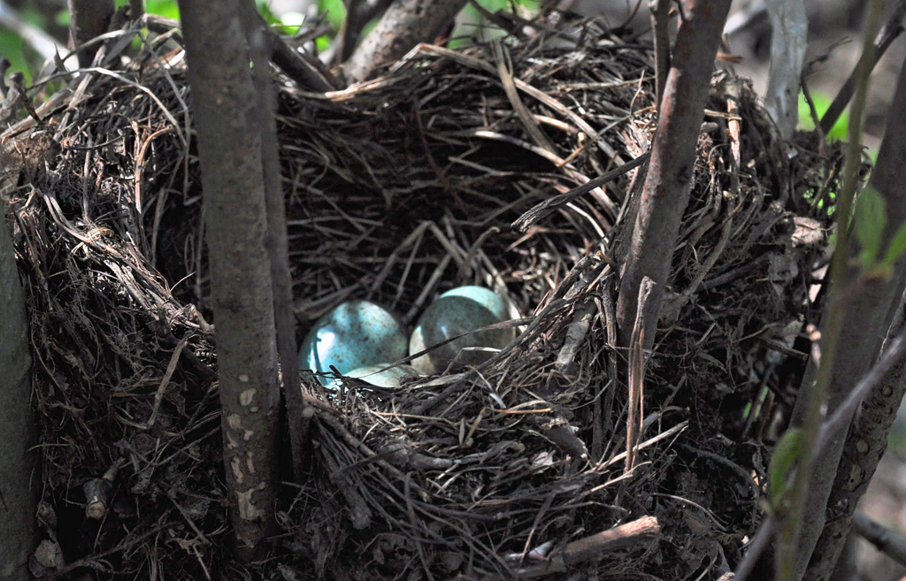 Vogeleier im Nest am Zlpicher See, nur ca. 1,5 m ber dem Boden, 17.04.2010