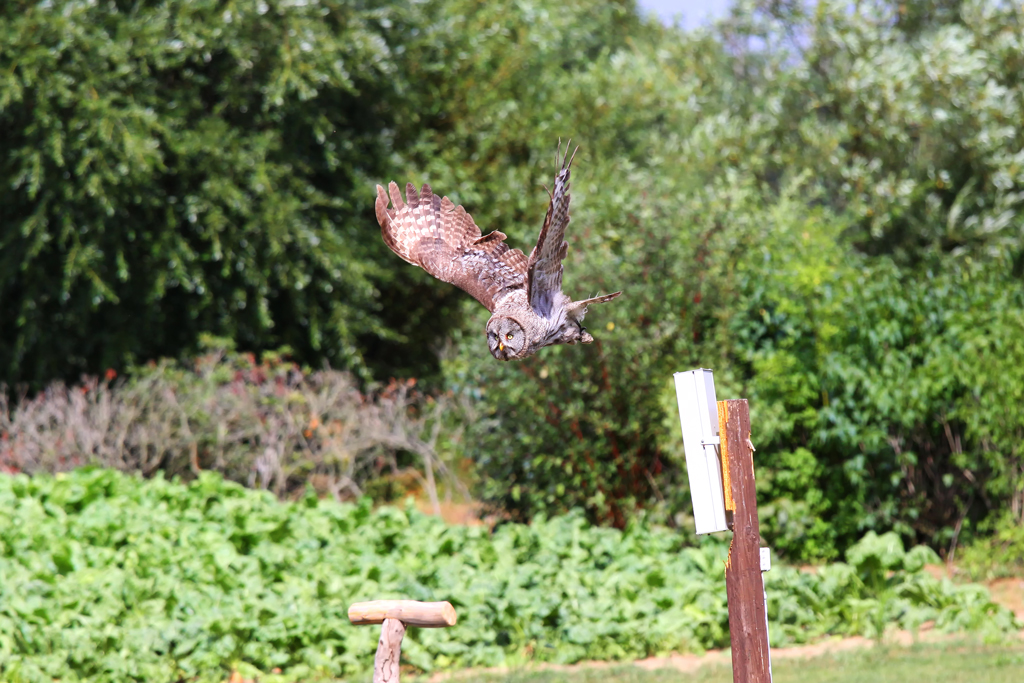 Vogelpark Marlow - Bartkauz wechselt die Ansitzstange. - 29.07.2010