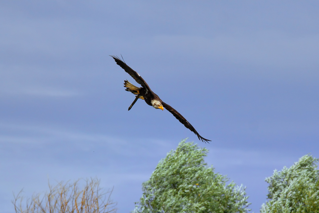 Vogelpark Marlow - Seeadler setzt zur Landung an. - 29.07.2010