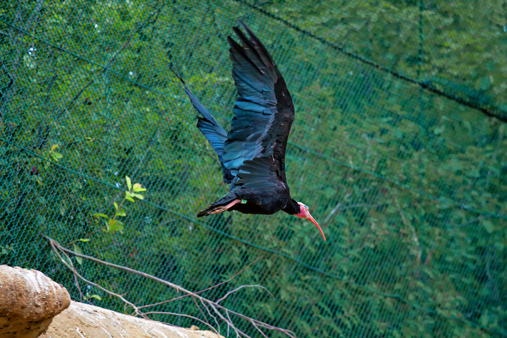 Vogelpark Marlow - Waldrappe im Vorbeiflug. - 29.07.2010