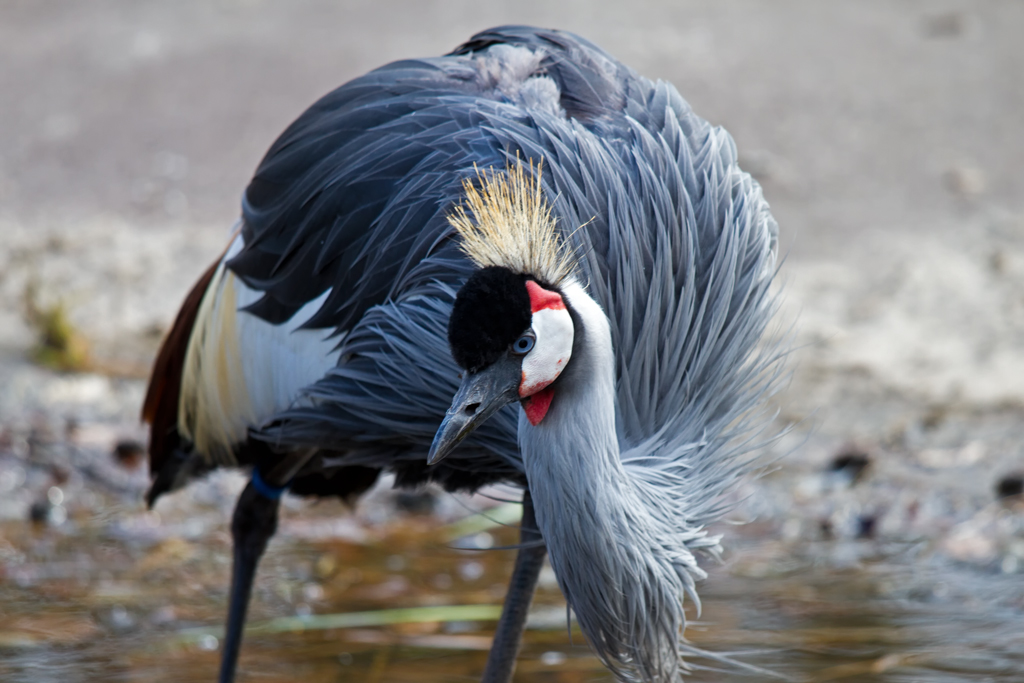 Von Kronenkranich Dame beugt, gesehen im Tierpark Ueckermnde. - 08.04.20012

