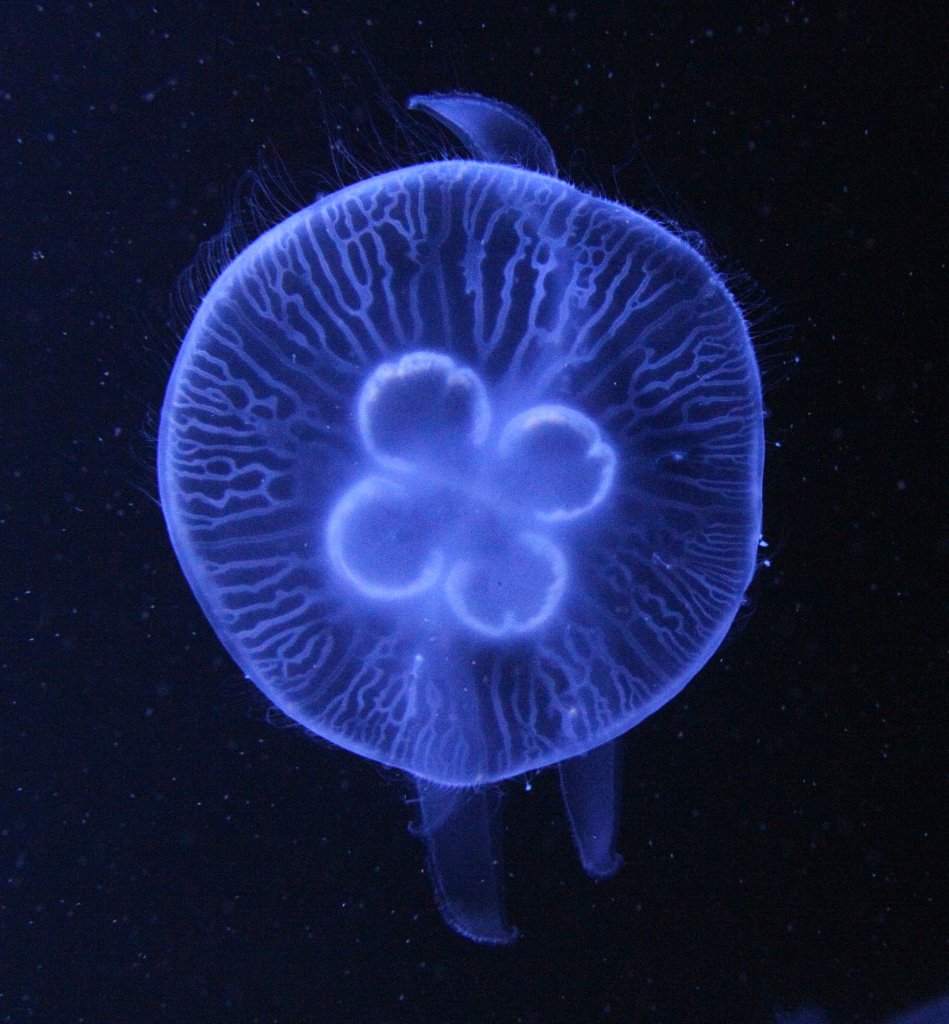 Von Oben fotografierte Ohrenqualle (Aurelia aurita) am 12.3.2010 im Zooaquarium Berlin.