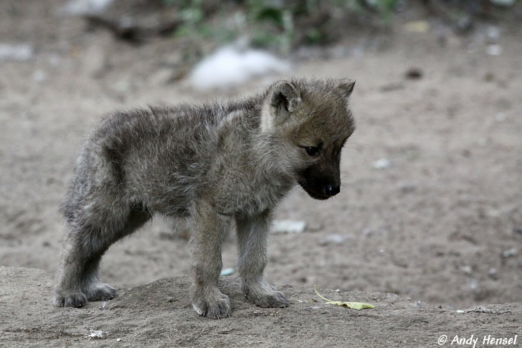  Von den sieben Geilein keine Spur, aber so'n blder Name auf meinen Foto. Was soll'n das?  Kanadischer Wolfswelpe (Polarwolf - geb. am 30.04.2010).