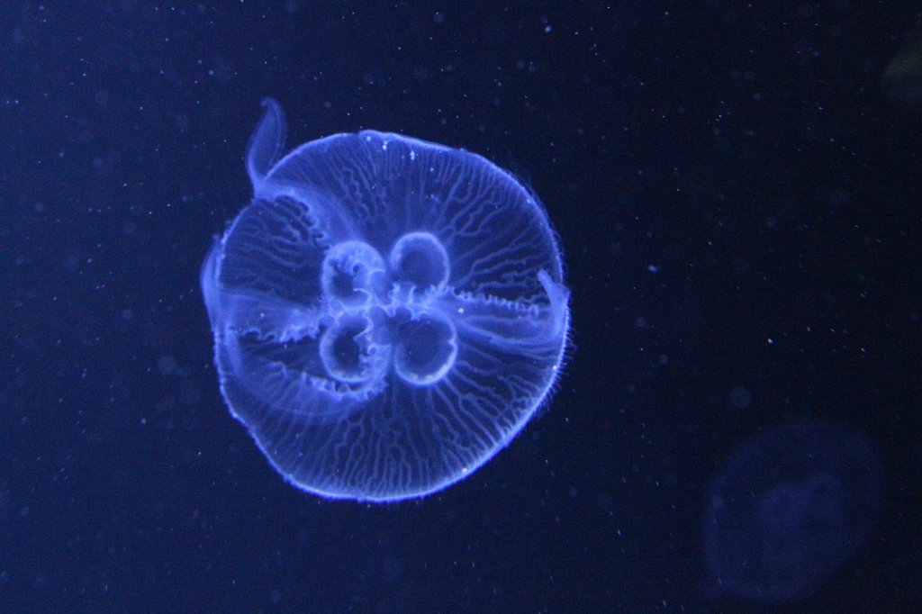 Von Unten fotografierte Ohrenqualle (Aurelia aurita) am 12.3.2010 im Zooaquarium Berlin.