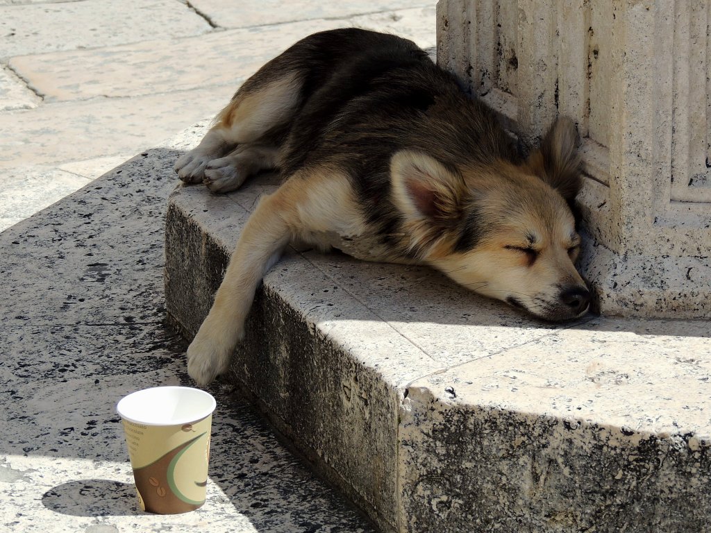 Von wegen Kaffee putscht auf, der müde Hund von Doubrovnik; 130425