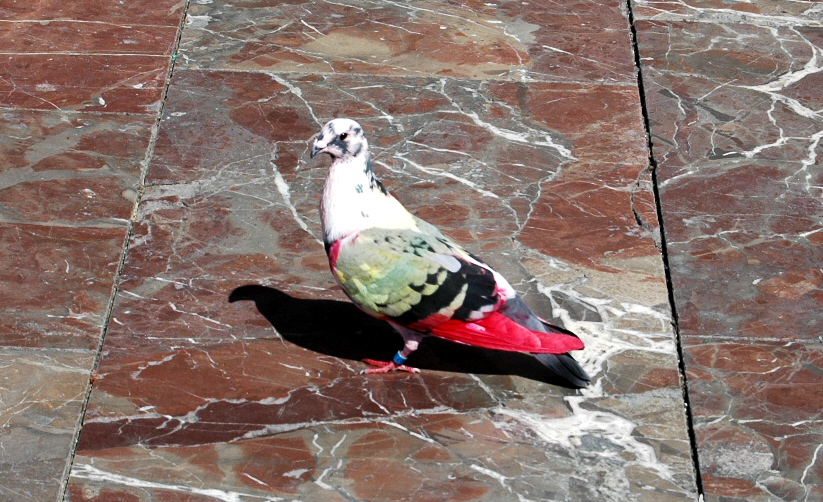 Vor dem Brunnen am Plaza de la Virgen in Valenzia eine bunte Taube. Gesehen am 06.05.2010.