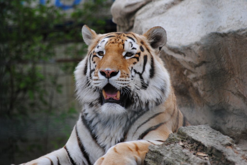 Vor dem Fressen 
im Raubtierpark Subingen CH 