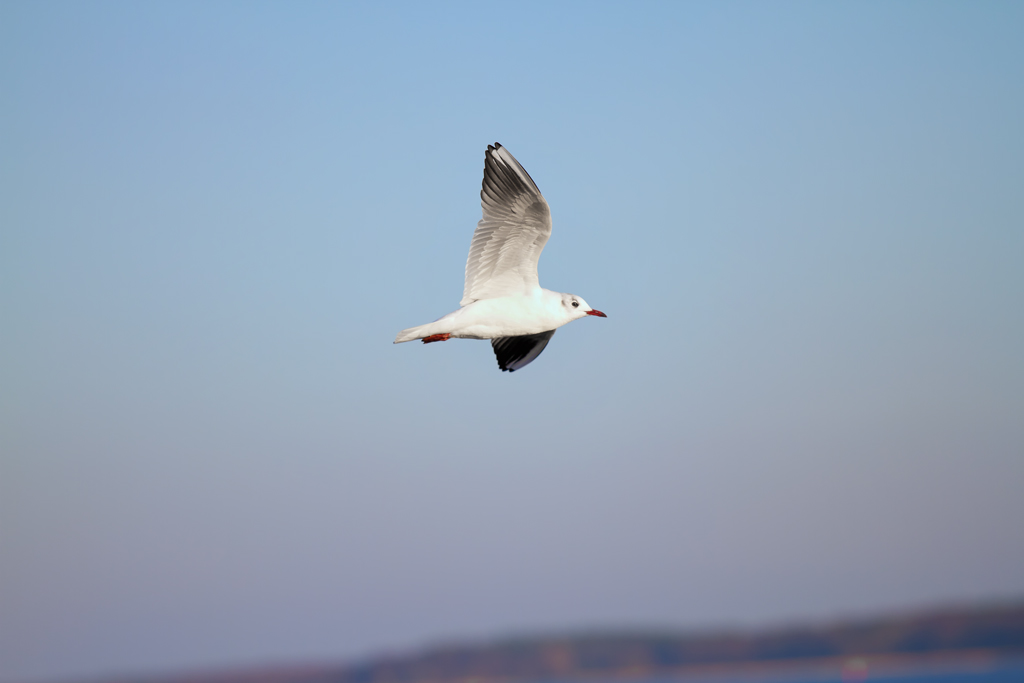 Vorbeiflug einer Mwe am Strand. - 05.03.2013