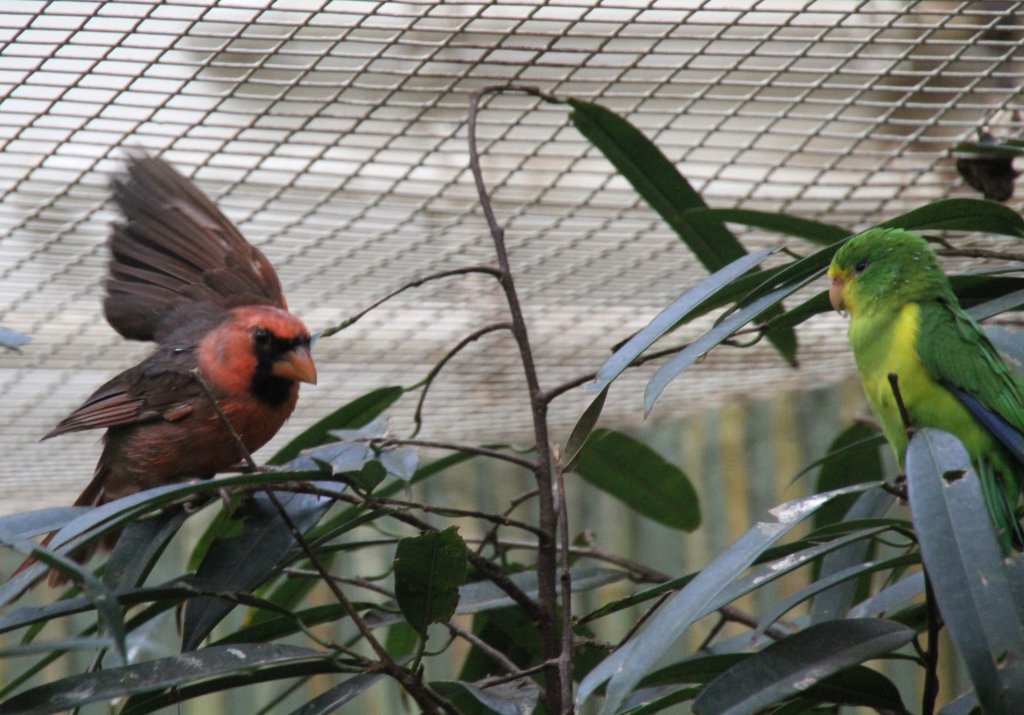 Vorführung im Vogelhaus. Ein Roter Kardinal (Cardinalis cardinalis) zeigt einem Zitronensittich seine Flügel.