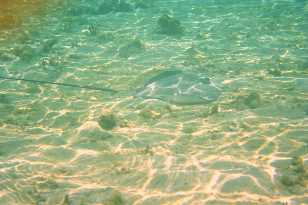 Vorsicht beim Baden! Ein Stachelrochen der Gattung (Himantura) durchstreift den Strand. Normalerweise sieht man die Rochen in den Nachtstunden am beleuchteten Steg zu hunderten.