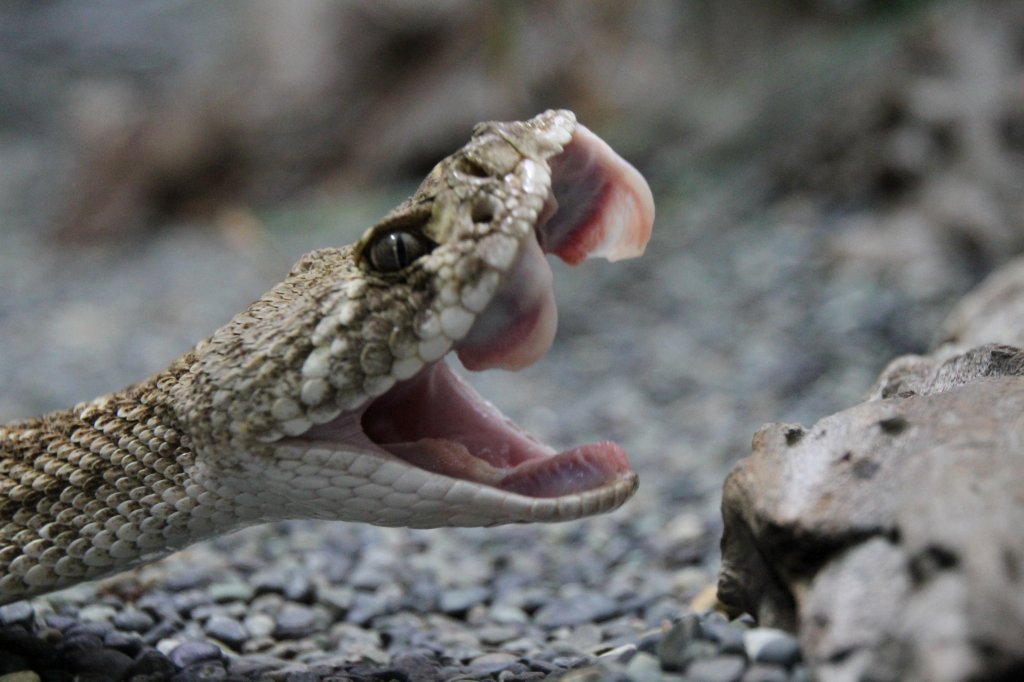 Vorsicht! Ich kann beien. Diamant-Klapperschlange (Crotalus adamanteus) am 12.3.2010 im Zooaquarium Berlin.