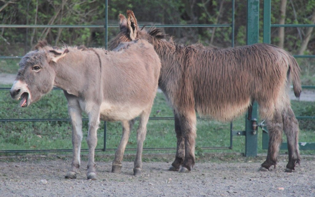 Vorspiel bei den Eseln. Tierpark Berlin am 18.4.2010.