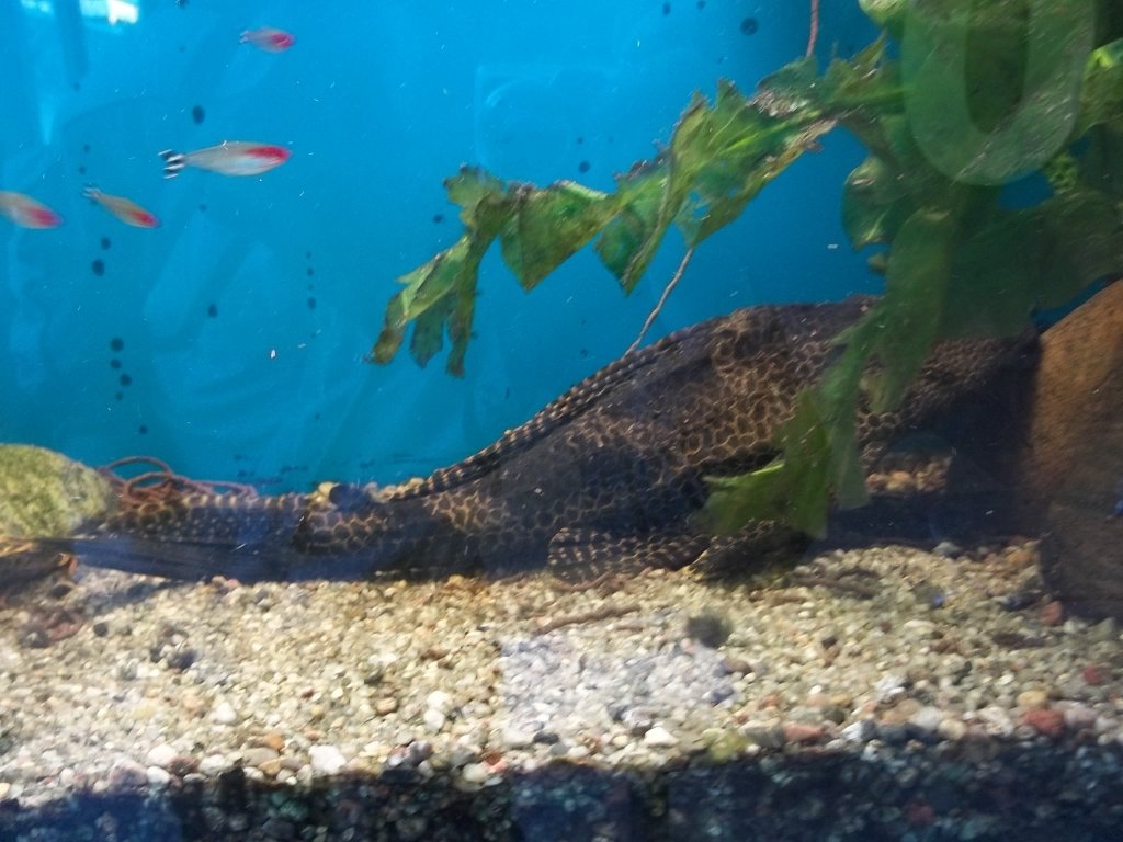 Wabenschilderwels im Aquarium vor der Notaufnahme des Klinikums Bethanien Chemnitz. 30.12.2010.